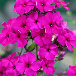 Флокс метельчатый Raving Beauty