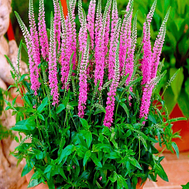 Вероника колосистая Anniversary New Rose