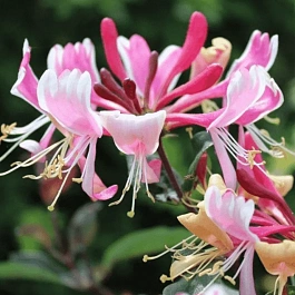 Жимолость вьющаяся FRAGRANT CLOUD