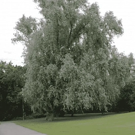 Ива белая серебристая
