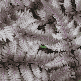 Кочедыжник ниппонский Pewter Lace