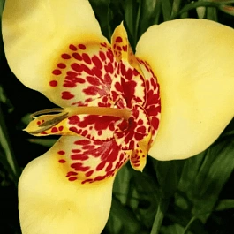 Тигридия Creme