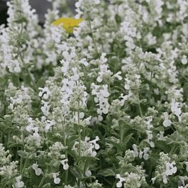 Котовник кистевидный Alba