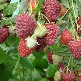 Малина ремонтантная Жар Птица