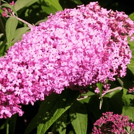 Буддлея давида Pink Delight