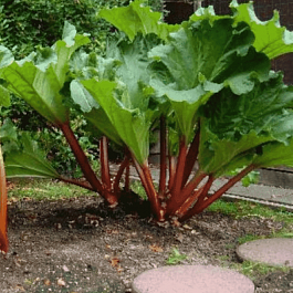 Ревень Victoria