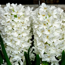 Гиацинт махровый Сноу Кристал