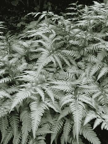 Кочедыжник ниппонский Silver Falls