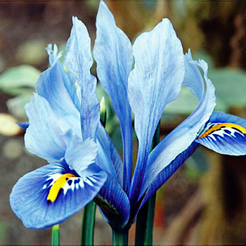 Ирис сетчатый Алида