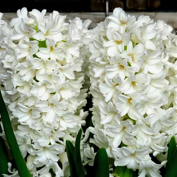 Гиацинт махровый Сноу Кристал