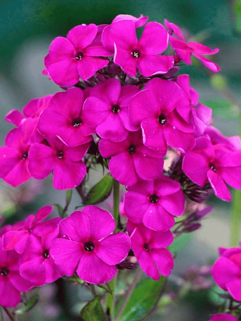 Флокс метельчатый Raving Beauty