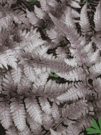 Кочедыжник ниппонский Pewter Lace