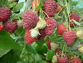 Малина ремонтантная Жар Птица