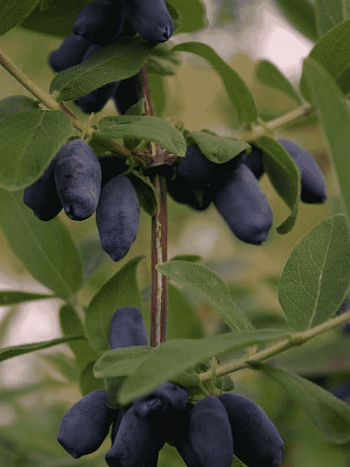 Жимолость Челябинка