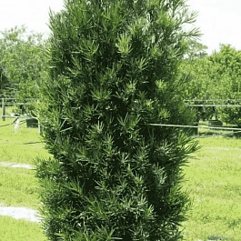 Тис средний Green Rocket