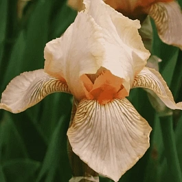 Ирис германский Edward of Windsor