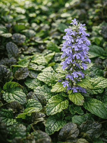 Живучка ползучая Bronze Beauty