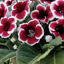 Глоксиния Kaiser Friedrich