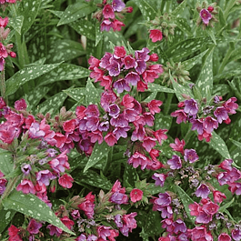 Медуница гибридная Raspberry Splash