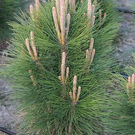 Сосна черная Columnaris
