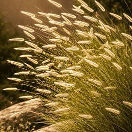 Бутелуа изящная