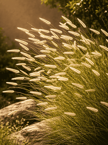 Бутелуа изящная