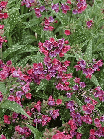 Медуница гибридная Raspberry Splash