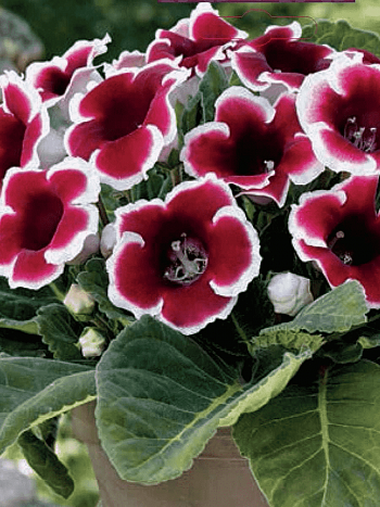 Глоксиния Kaiser Friedrich