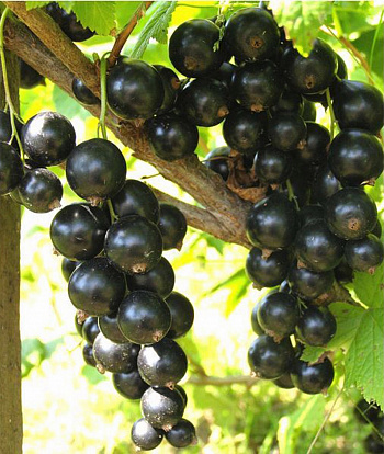 Смородина черная Ленинградский великан Смородина черная Ленинградский великан