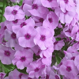 Флокс метельчатый Чио-Чио-Сан