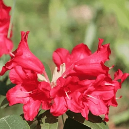 Рододендрон ползучий Bengal