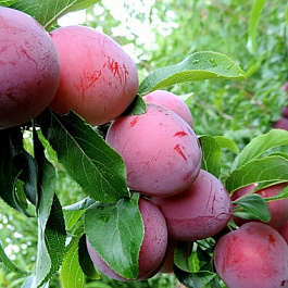 Слива русская (Алыча) Принцесса