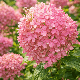 Гортензия метельчатая Confetti