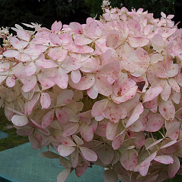 Гортензия метельчатая Мега Перл