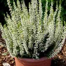 Вереск обыкновенный Alicia