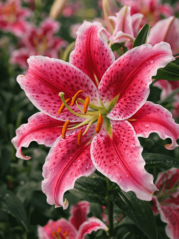 Лилия Stargazer