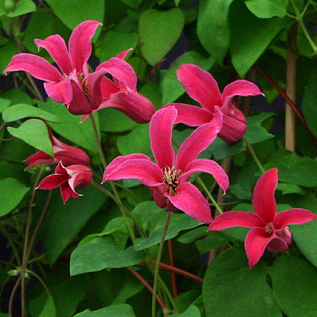 Клематис ботанический Хэппи Диана