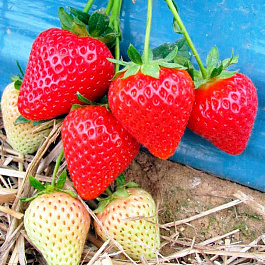 Земляника садовая Моллинг Чемпион