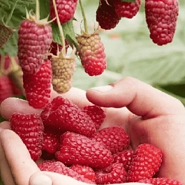 Малина обыкновенная Przehyba