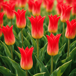 Тюльпан Royal Gift