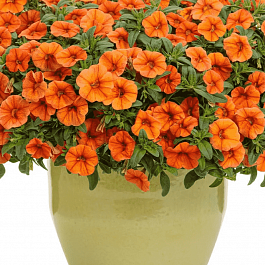 Калибрахоа Cabaret Orange(кашпо)