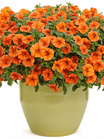 Калибрахоа Cabaret Orange(кашпо)