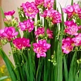 Фрезия Double Pink