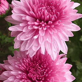 Хризантема корейская Окишор