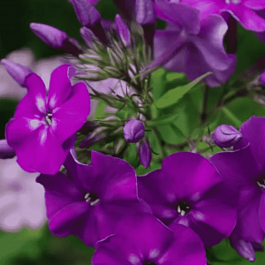 Флокс метельчатый Ночь в Горах