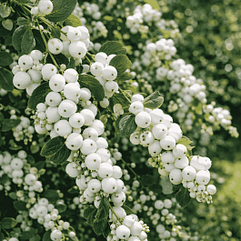Снежноягодник доренбоза White Hedge