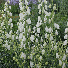 Аконит клобучковый Альбум