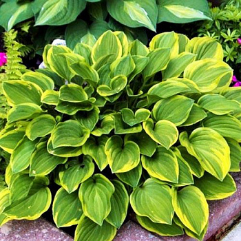 Хоста гибридная Голден Тиара НАБОР 2ШТ (1+1)