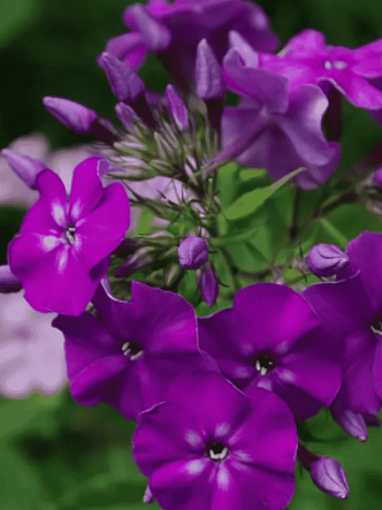 Флокс метельчатый Ночь в Горах