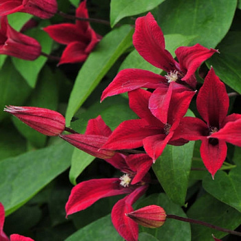 Клематис ботанический Гравети Бьюти